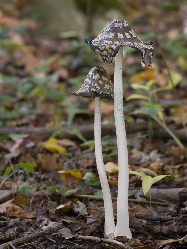 Coprinopsis picacea